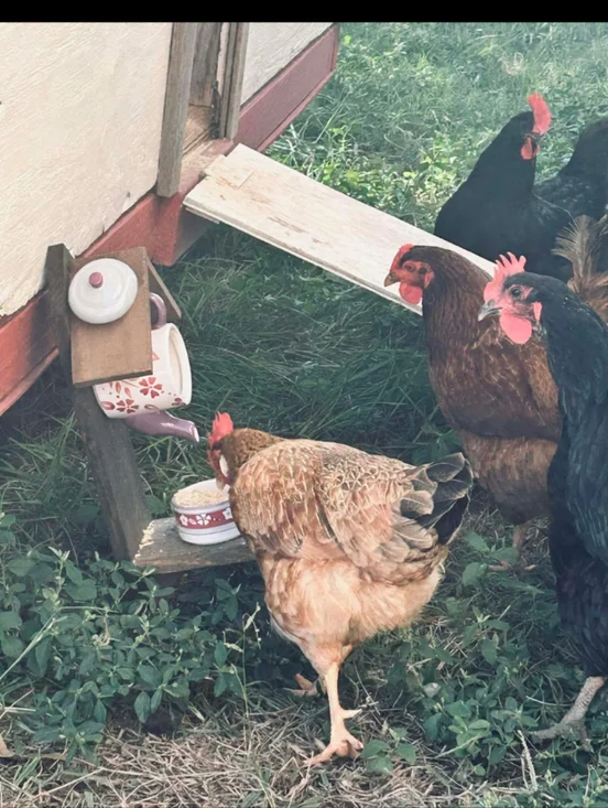 Rustic Wooden Handmade Bird Feeder Hummingbird Teapot - Picture 15 of 16